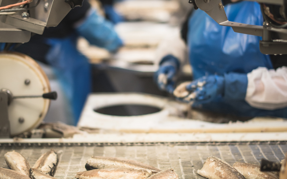 Sortering af makreller på bånd ved sæby fiske industri fabrik